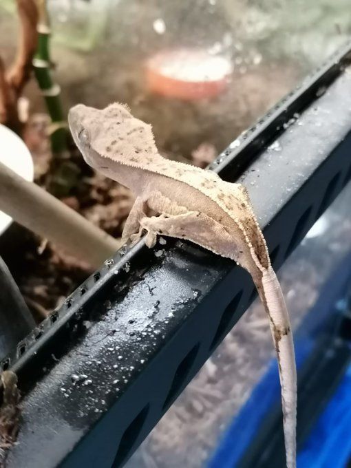 Gecko à crête ( Pinstripe / Harlequin )