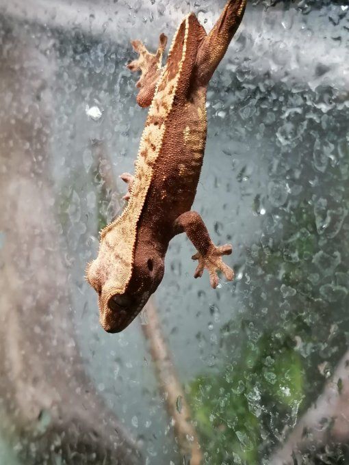 Gecko à crête ( Pinstripe / Harlequin )